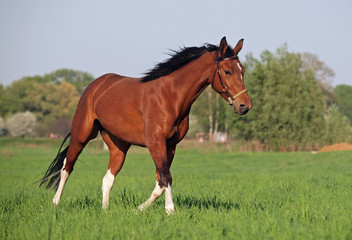 Naklejka na ściany i meble Beautiful pinto horse runs on green meadow