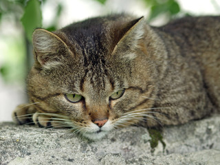 Portrait of the grey cat rests