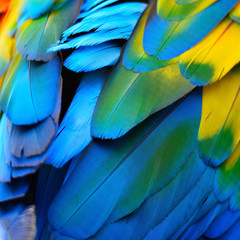 Scarlet Macaw feathers