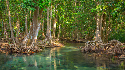 Mangrove trees along the turquoise green water in the stream