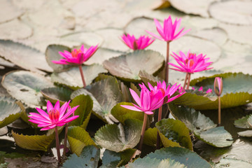 pink color fresh lotus blossom