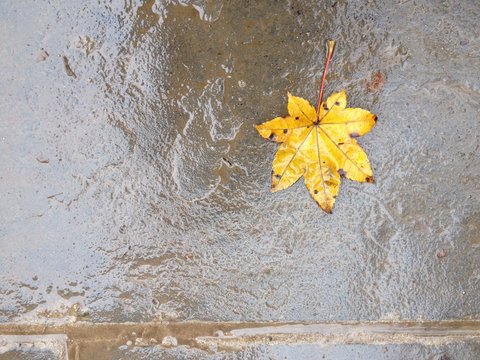one leaf on floor