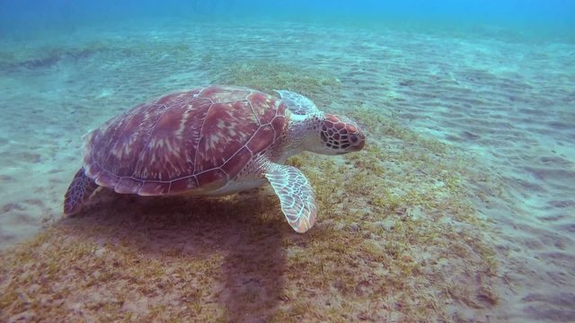 green sea turtle dives to the bottom and eating sea grass, Red sea 