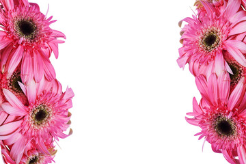 frame of pink gerbera flower on isolate background
