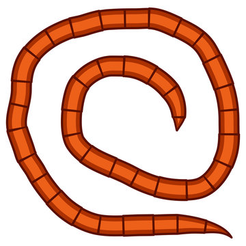 Worm