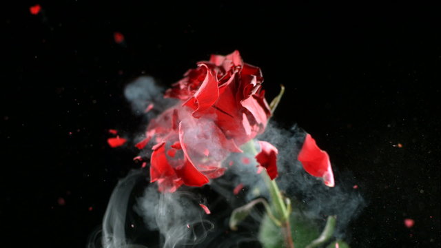 Red rose frozen in liquid nitrogen explodes in slow motion