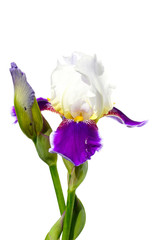 Bearded Iris Flower isolate on a white background
