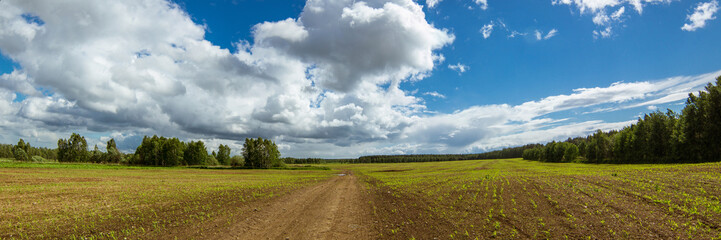 панорама сельскохозяйственного поля летом в солнечный день