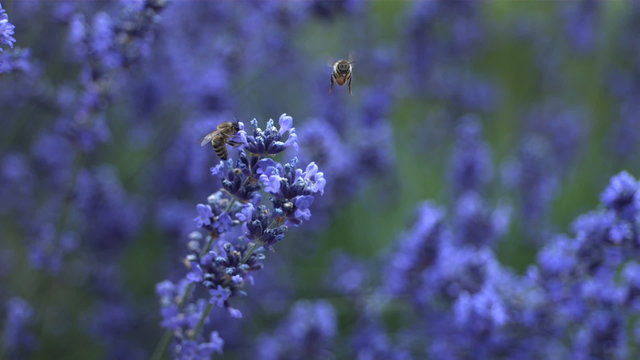 Honey bees on lavender plant, slow motion