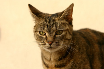 Cat and it´s surrounding