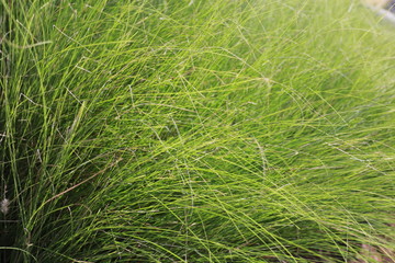 grass