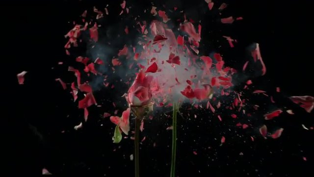 Flower frozen in liquid nitrogen explodes in slow motion