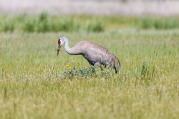 A Sandhill Crane in a grassy field with a dirty bill.