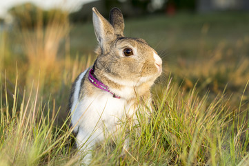 Little rabbit sitting in the grass