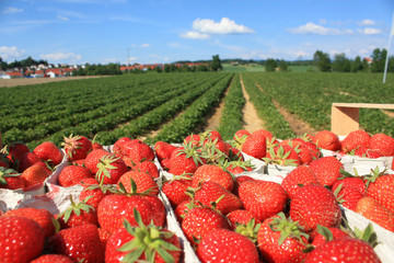 Deutsche Erdbeeren