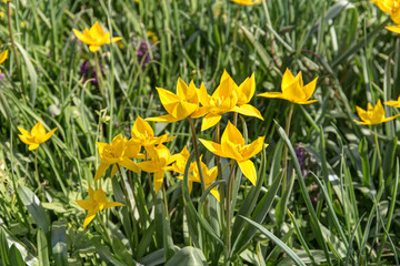Obraz premium yellow tulips in the spring