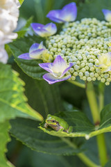紫陽花とアマガエル　縦
