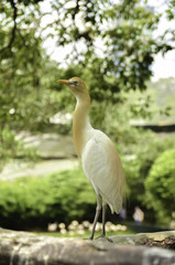 image of bird at bird park, blur and soft background at day light
