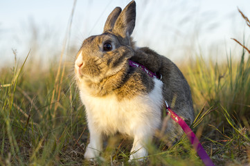 Little rabbit sitting in the grass