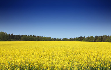 Fototapeta premium Rapsfeld im Sommer