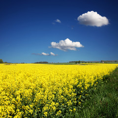 Rapsfeld im Sommer