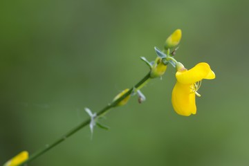 Besenginster / Cytisus scoparius