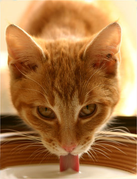 Cat and it&acute;s surrounding