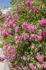 many pink roses, leaves, garden