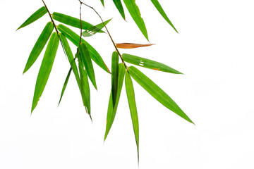 Bamboo leaves isolated on white background