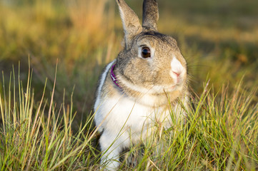 Little rabbit sitting in the grass © Mike Mareen