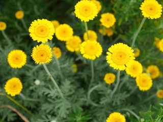 マーガレット　ソレミオ