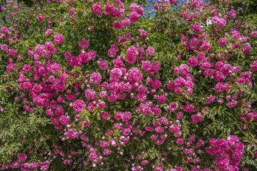 many pink roses, leaves, garden