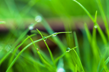 water drops on the green grass