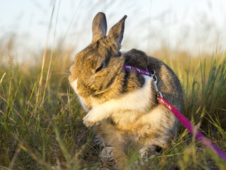 small rabbit fur cleaning himself © Mike Mareen