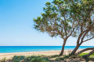 Fototapeta na wymiar Wild tropical beach with white sand, turquoise water and trees