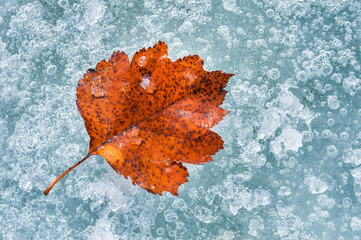 Red autumn leaf on the ice