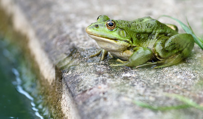 Froschkönig