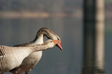 grey geese on a lake © GDM photo and video
