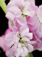 Beautiful pink bouquet 