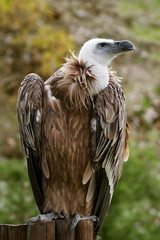 griffon vulture in close up  portrait on a trunk