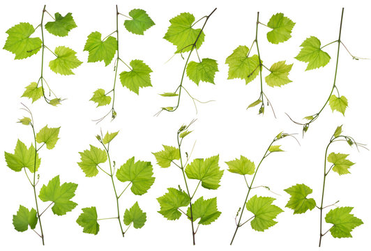 Spring grapes branches isolated set
