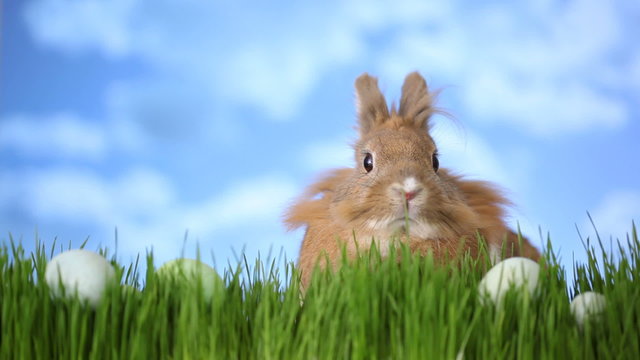 Easter bunny sitting in grass with eggs