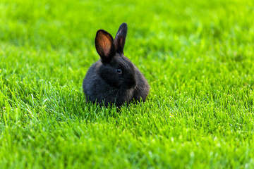Black Rabbit, Rabbit on the lawn Rabbit on the green grass, a frightened rabbit, rabbit and child.