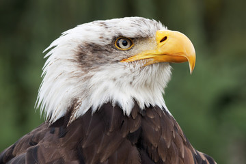 bald eagle head close up portrait