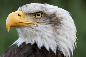 bald eagle head close up portrait