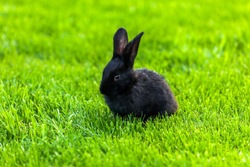 Black Rabbit, Rabbit on the lawn Rabbit on the green grass, a frightened rabbit, rabbit and child.
