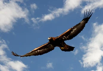 Photo sur Plexiglas Aigle aigle royal volant