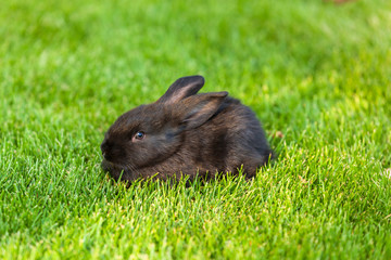 Black Rabbit, Rabbit on the lawn Rabbit on the green grass, a frightened rabbit, rabbit and child.