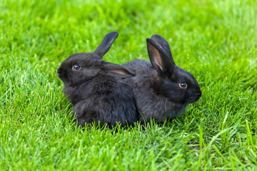 Black Rabbit, Rabbit on the lawn Rabbit on the green grass, a frightened rabbit, rabbit and child.