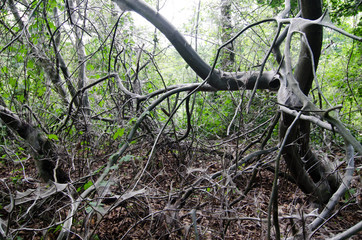 Bird-cherry ermine, Yponomeuta evonymella